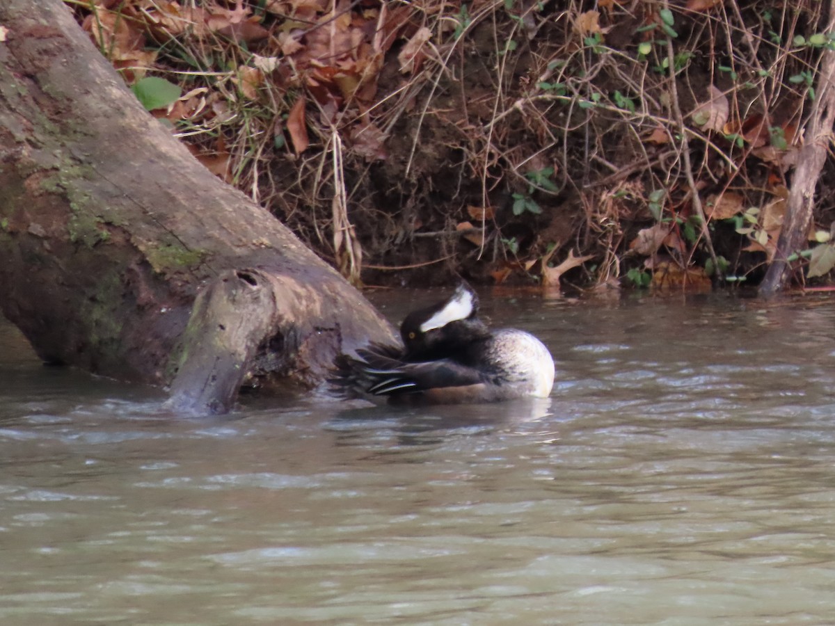 オウギアイサ - ML645727305