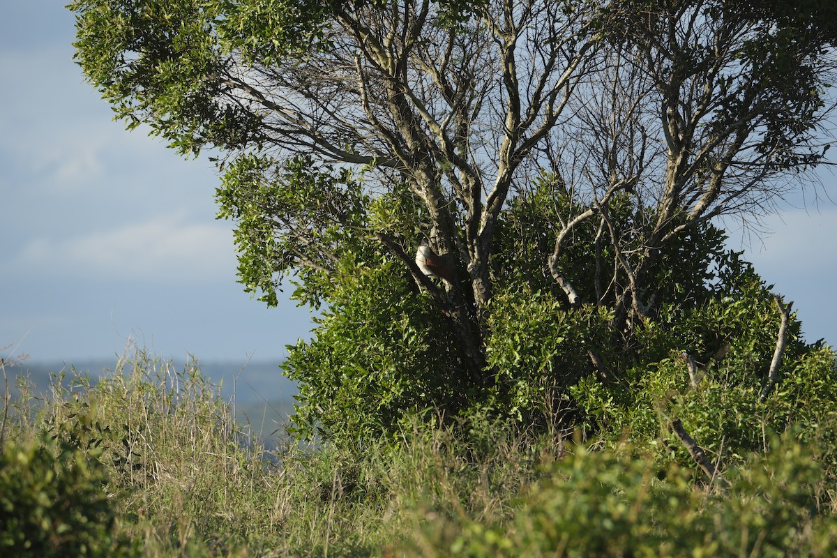 Burchell's Coucal - ML645727306