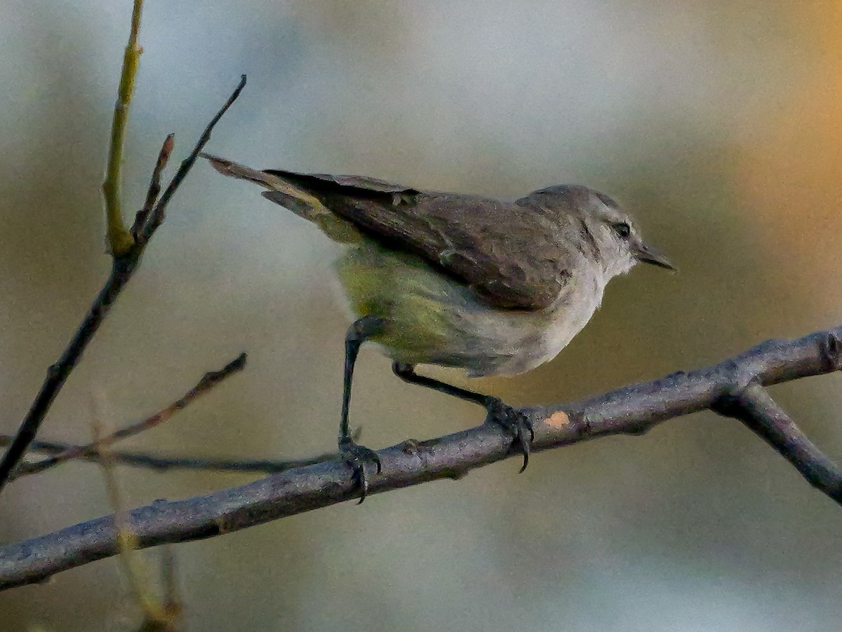 Yellow-bellied Eremomela (Yellow-bellied) - ML645727307