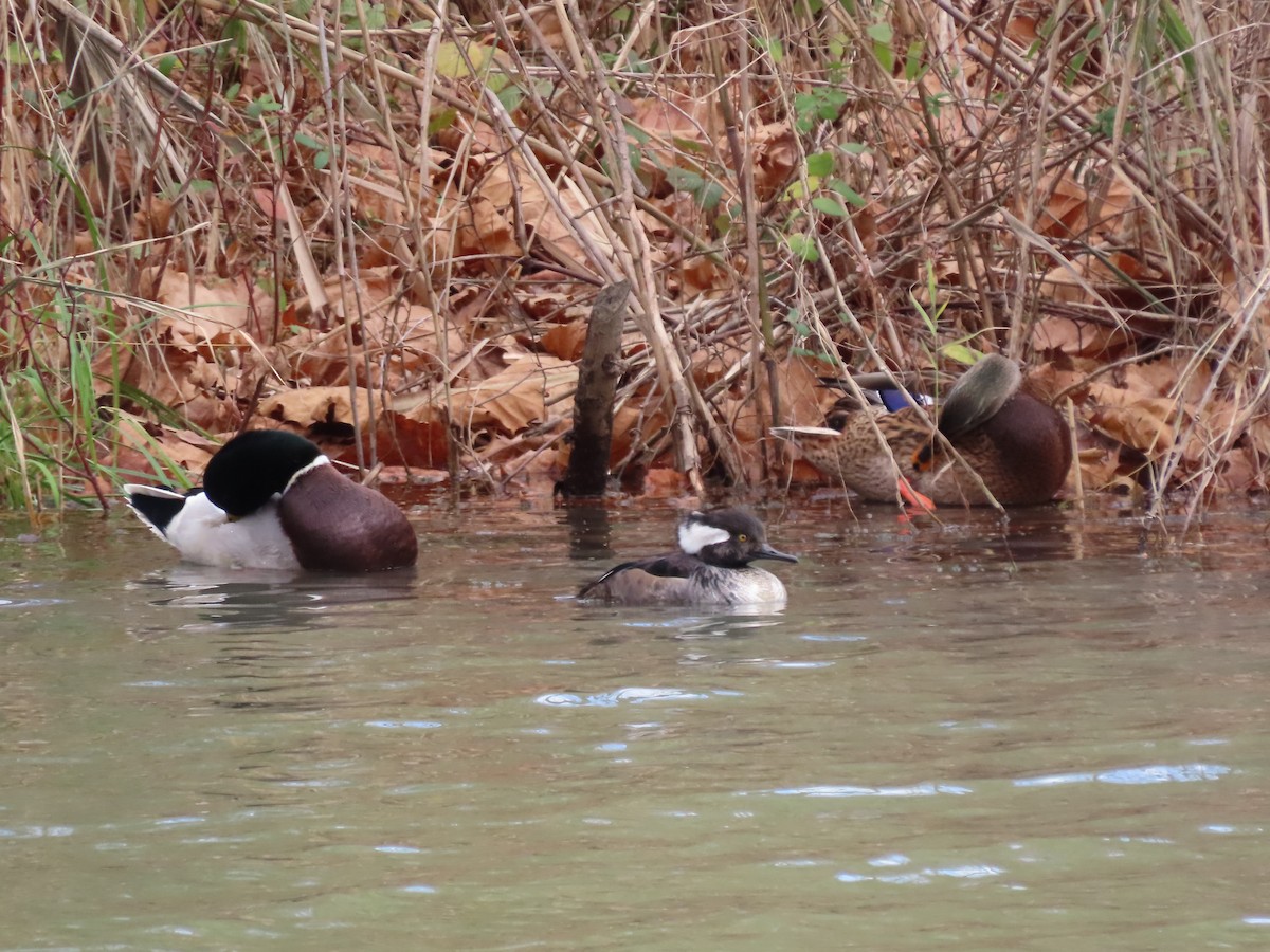 オウギアイサ - ML645727310