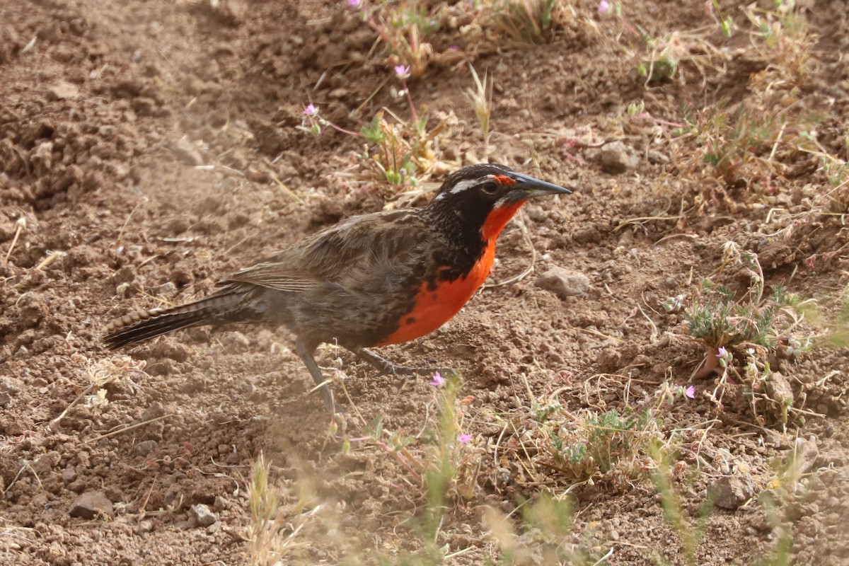 オナガマキバドリ - ML645727311