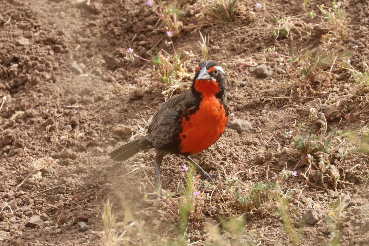 オナガマキバドリ - ML645727312