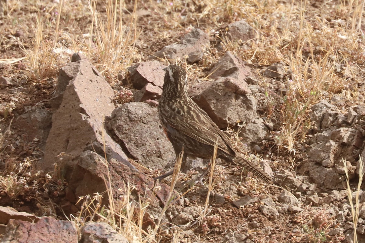 オナガマキバドリ - ML645727313