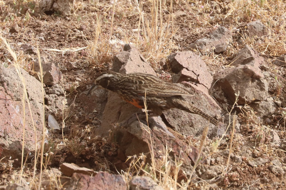 オナガマキバドリ - ML645727314