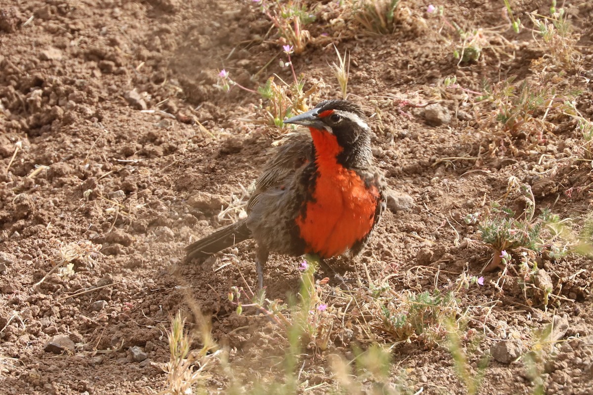 オナガマキバドリ - ML645727315