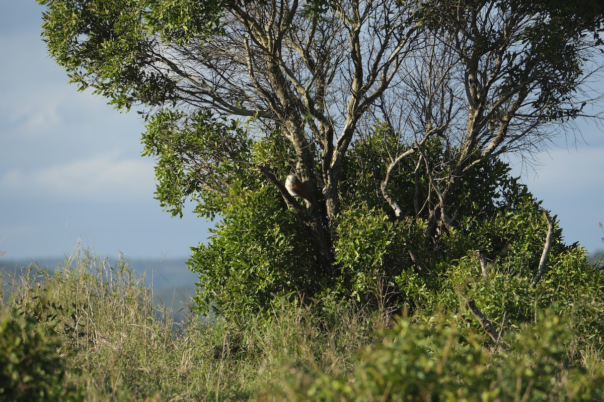 Burchell's Coucal - ML645727316
