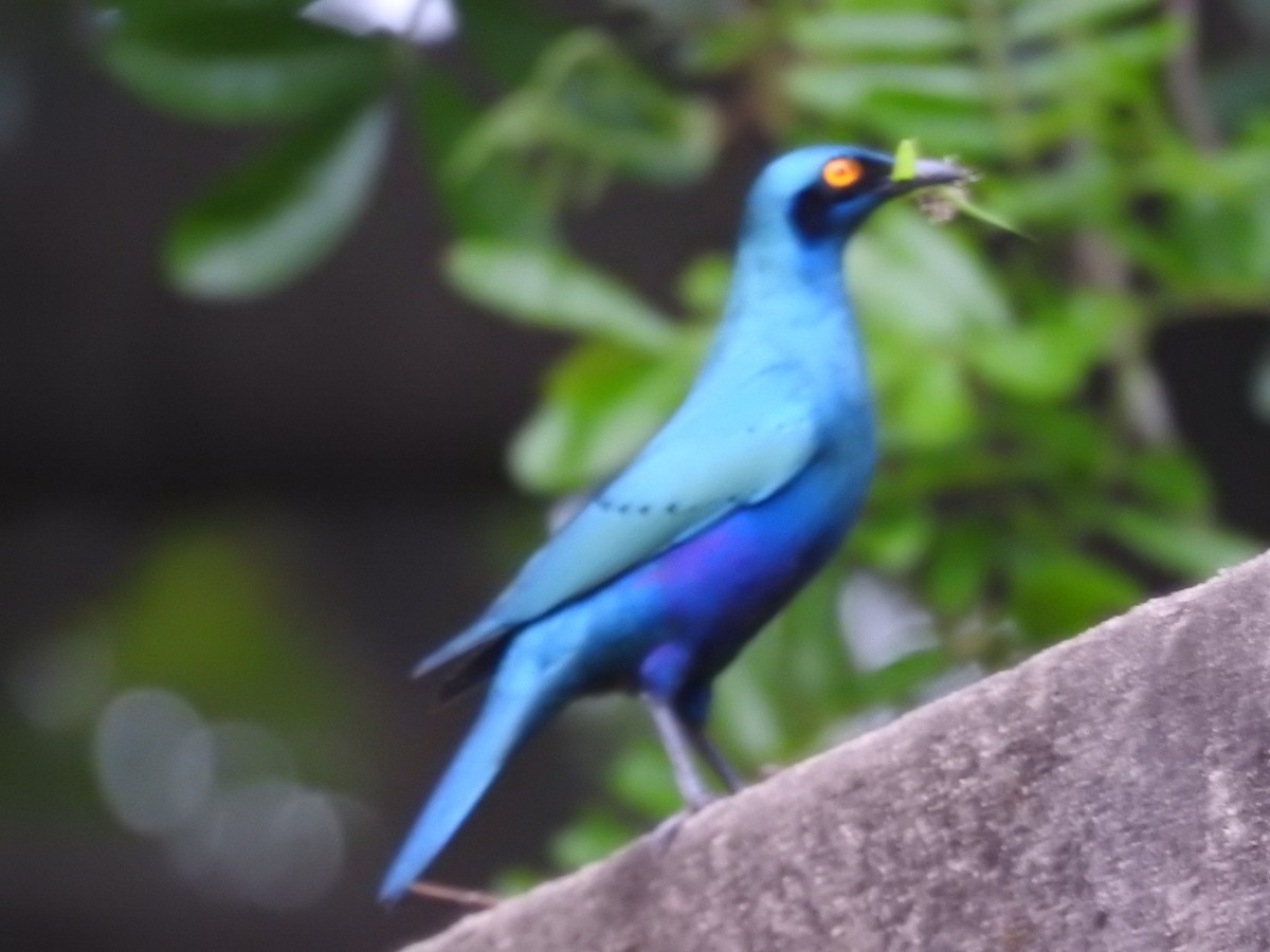 スズメ目 - ML645727317