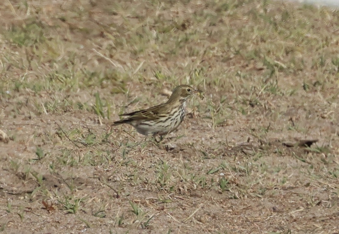 マキバタヒバリ - ML645727318