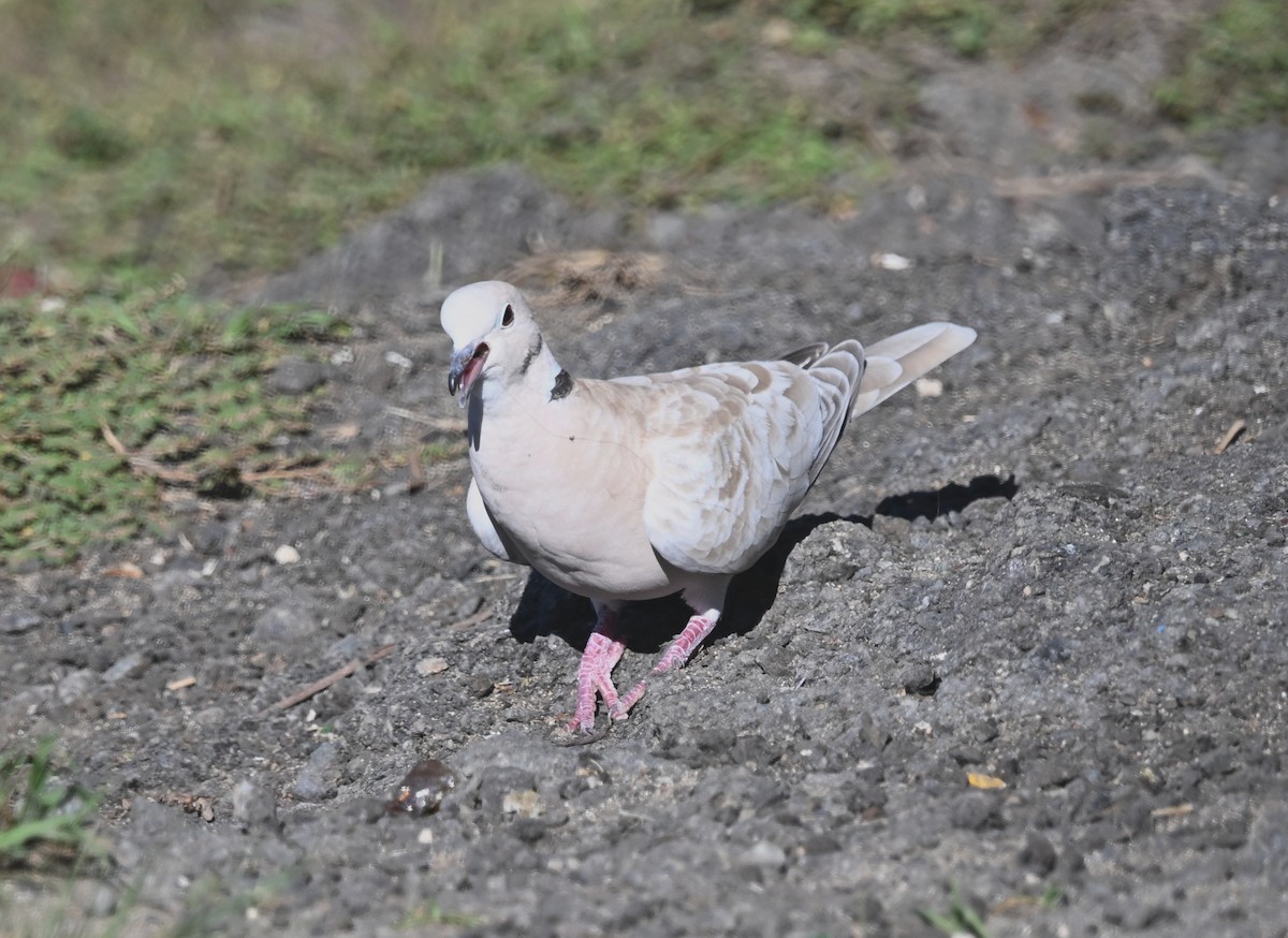 バライロシラコバト - ML645727319