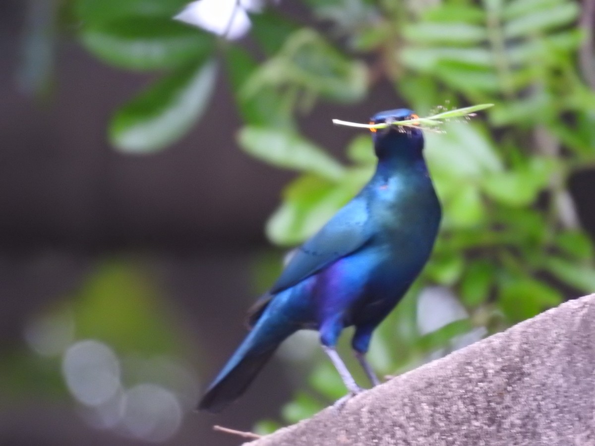 スズメ目 - ML645727321