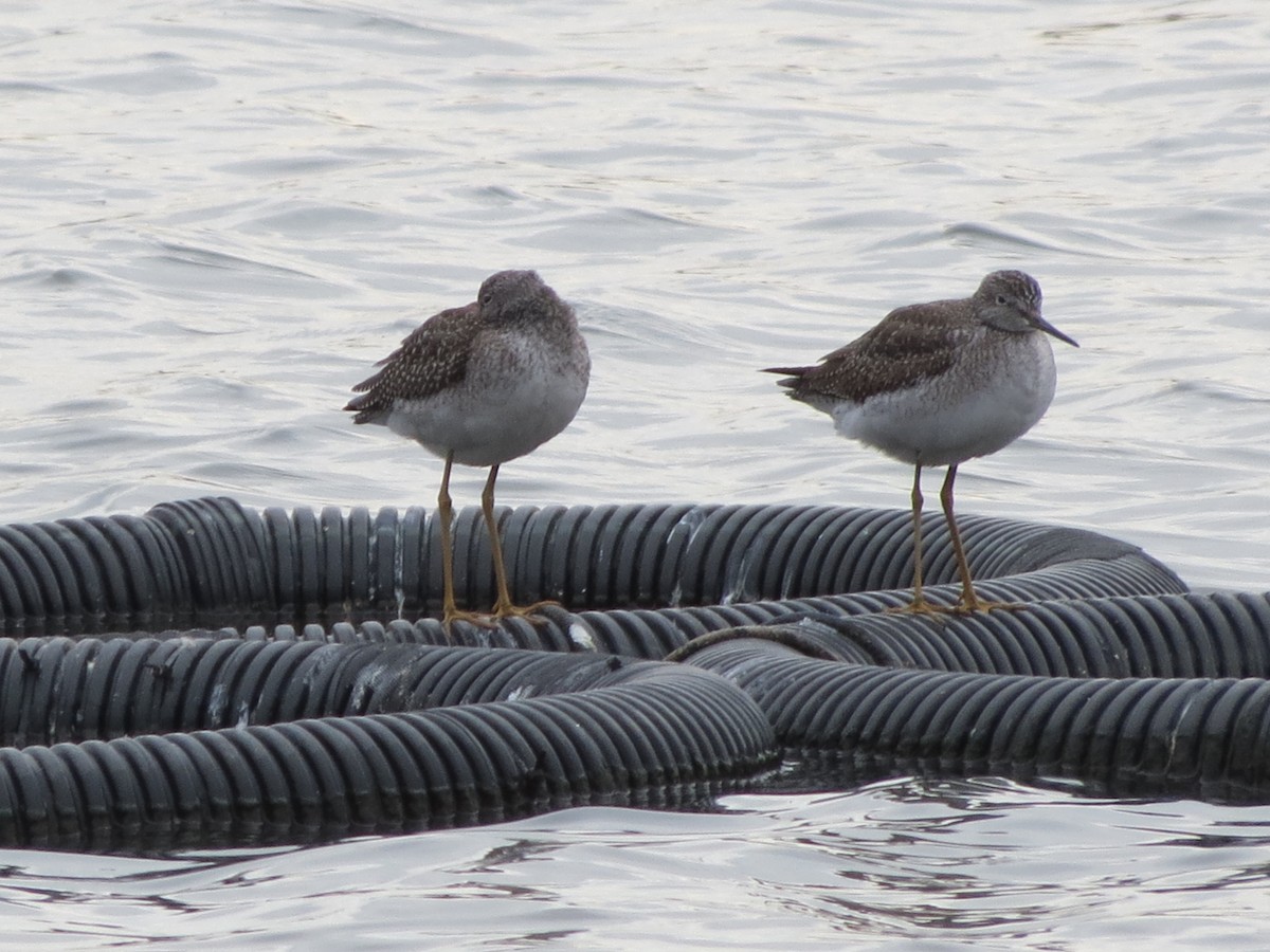 オオキアシシギ - ML645727322