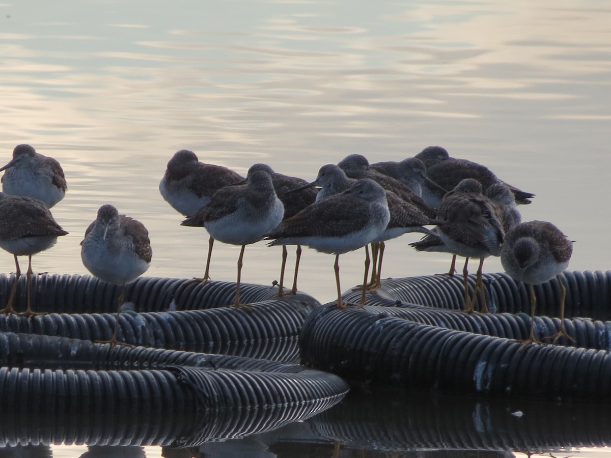 オオキアシシギ - ML645727323