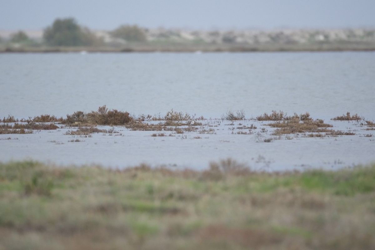 Dunlin - ML645727328