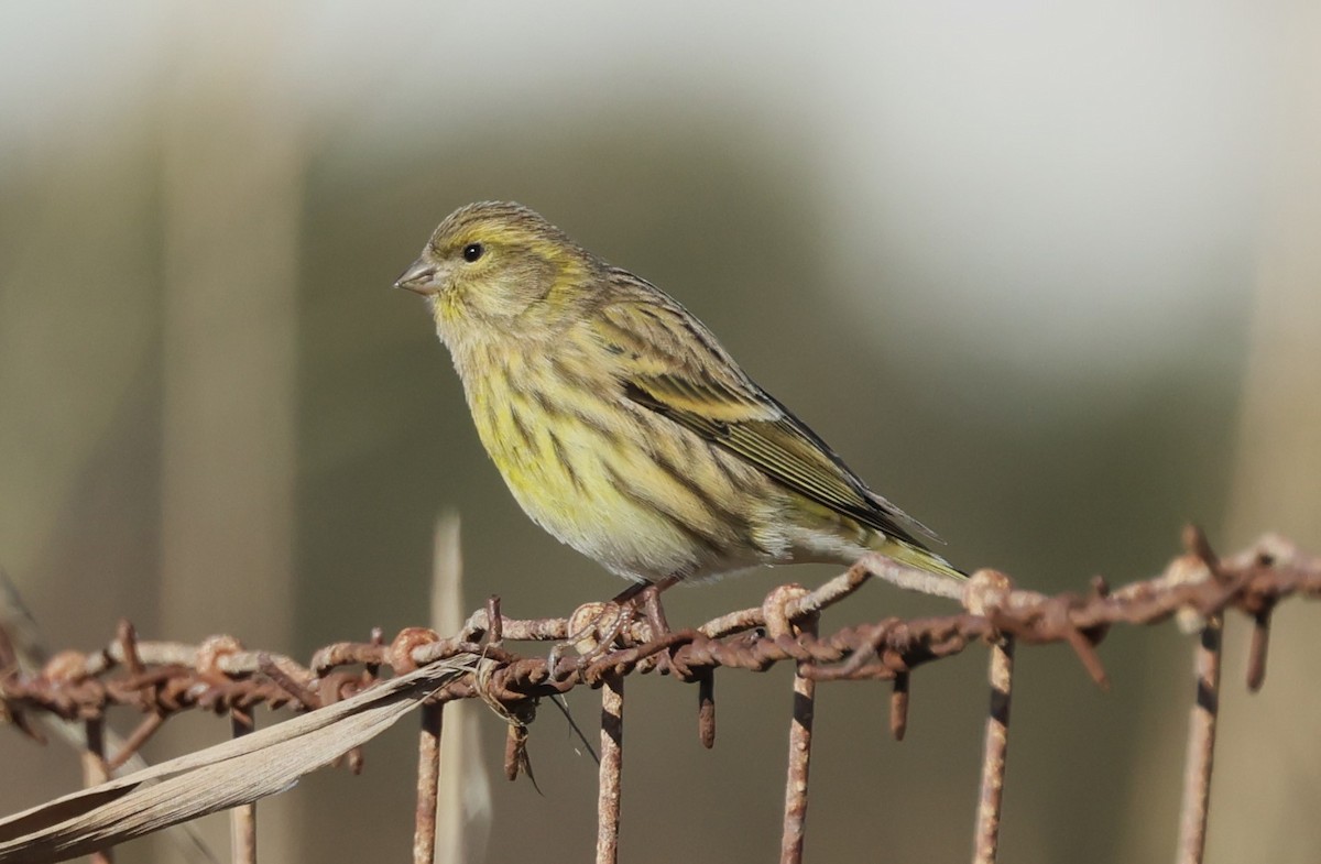 European Serin - ML645727329