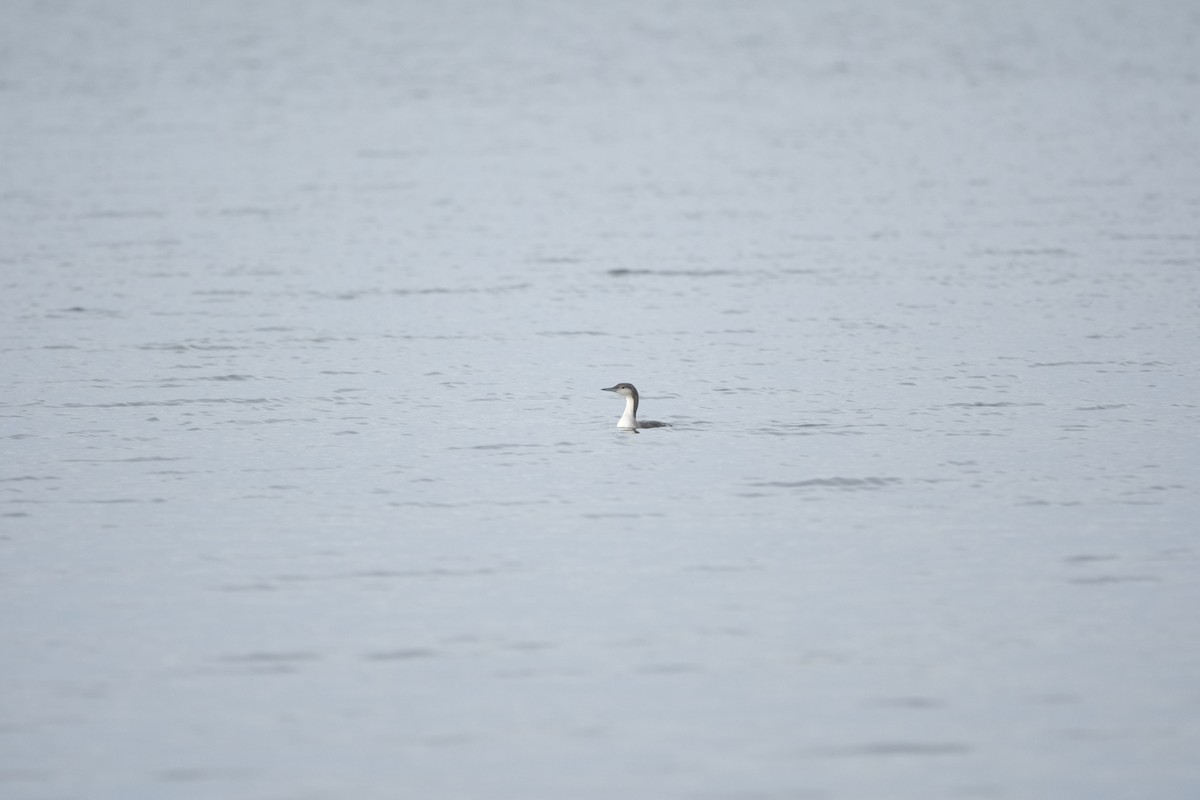 Arctic Loon - ML645727347