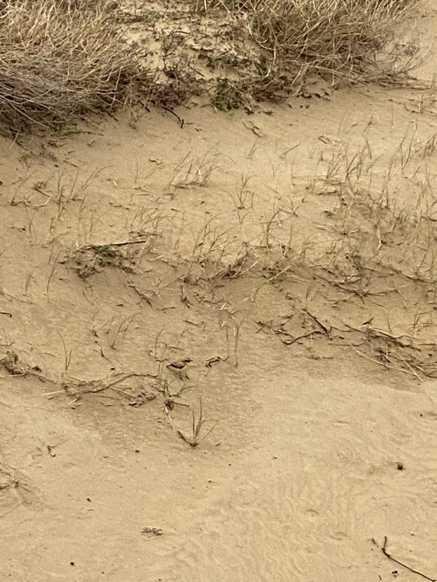 Desert Wheatear - ML645727354