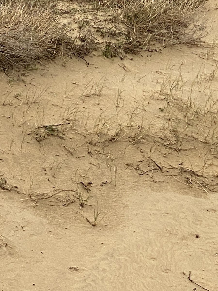 Desert Wheatear - ML645727355