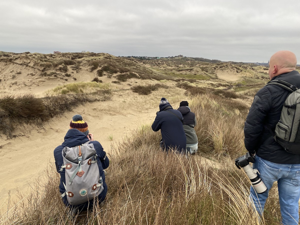 Desert Wheatear - ML645727356