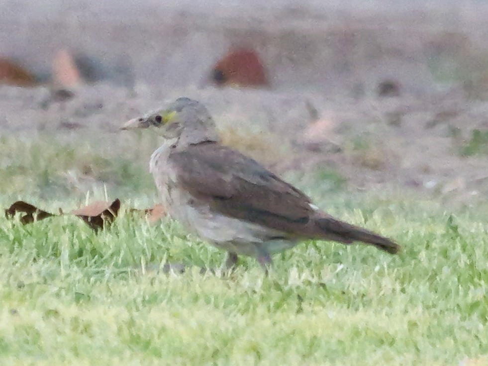 Wattled Starling - ML645727369