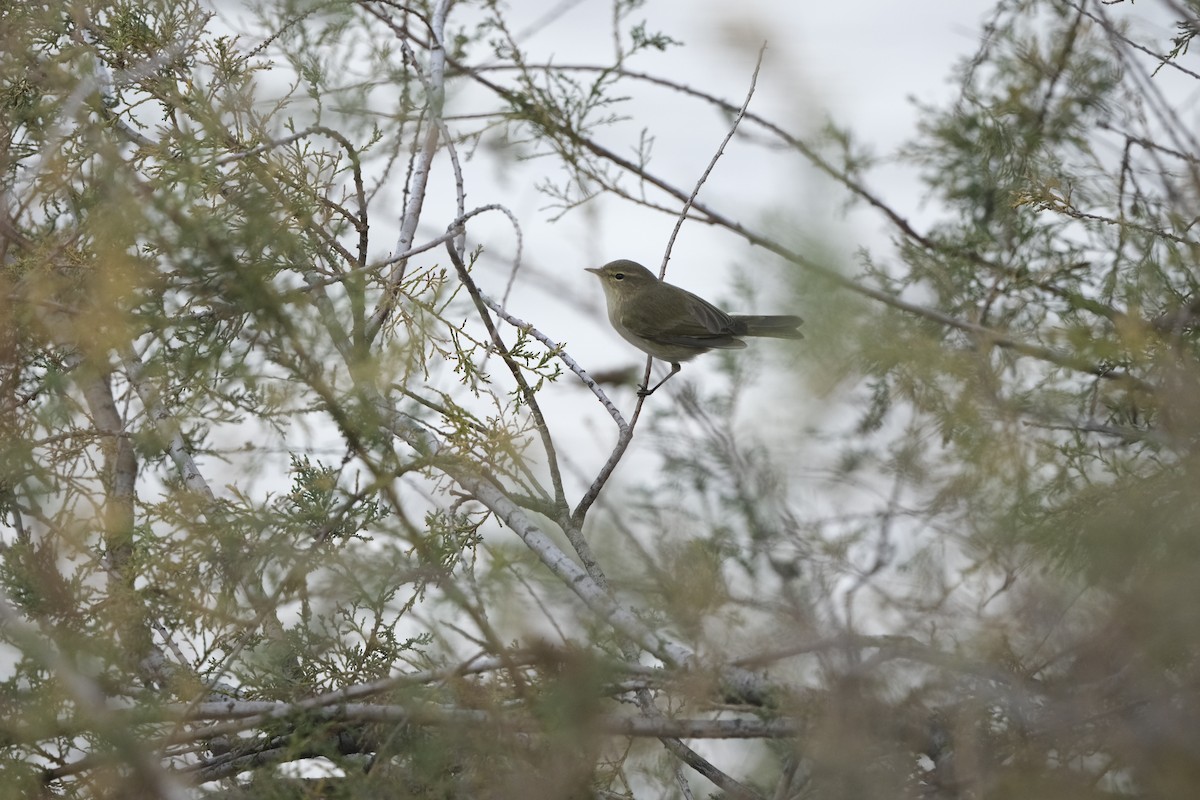 Common Chiffchaff - ML645727372