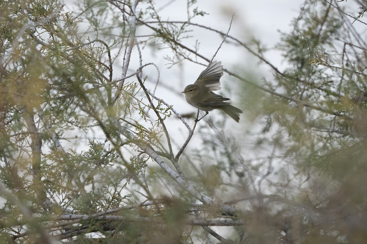 Common Chiffchaff - ML645727381