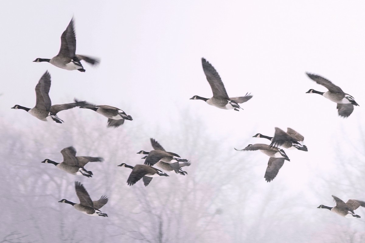 Canada Goose - ML645727394