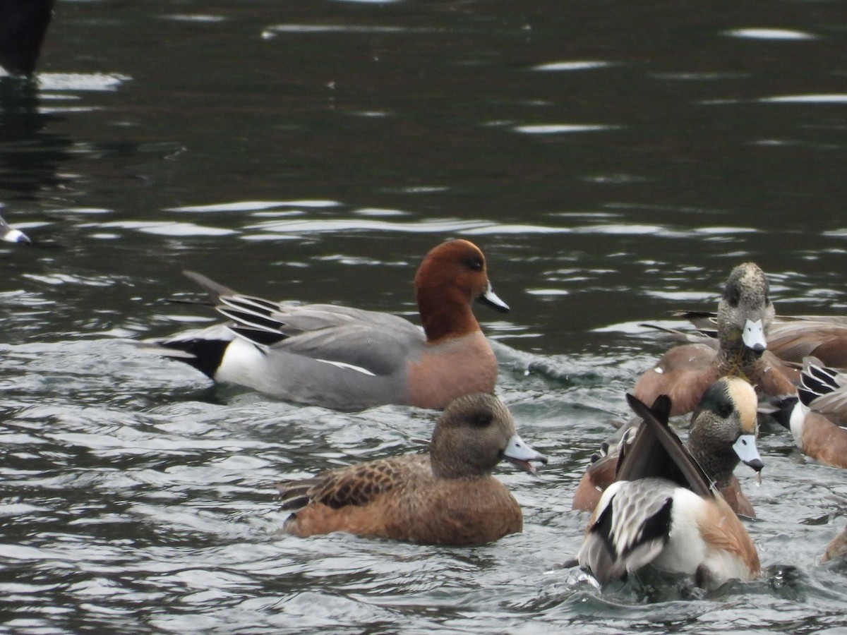 ヒドリガモ - ML645727408