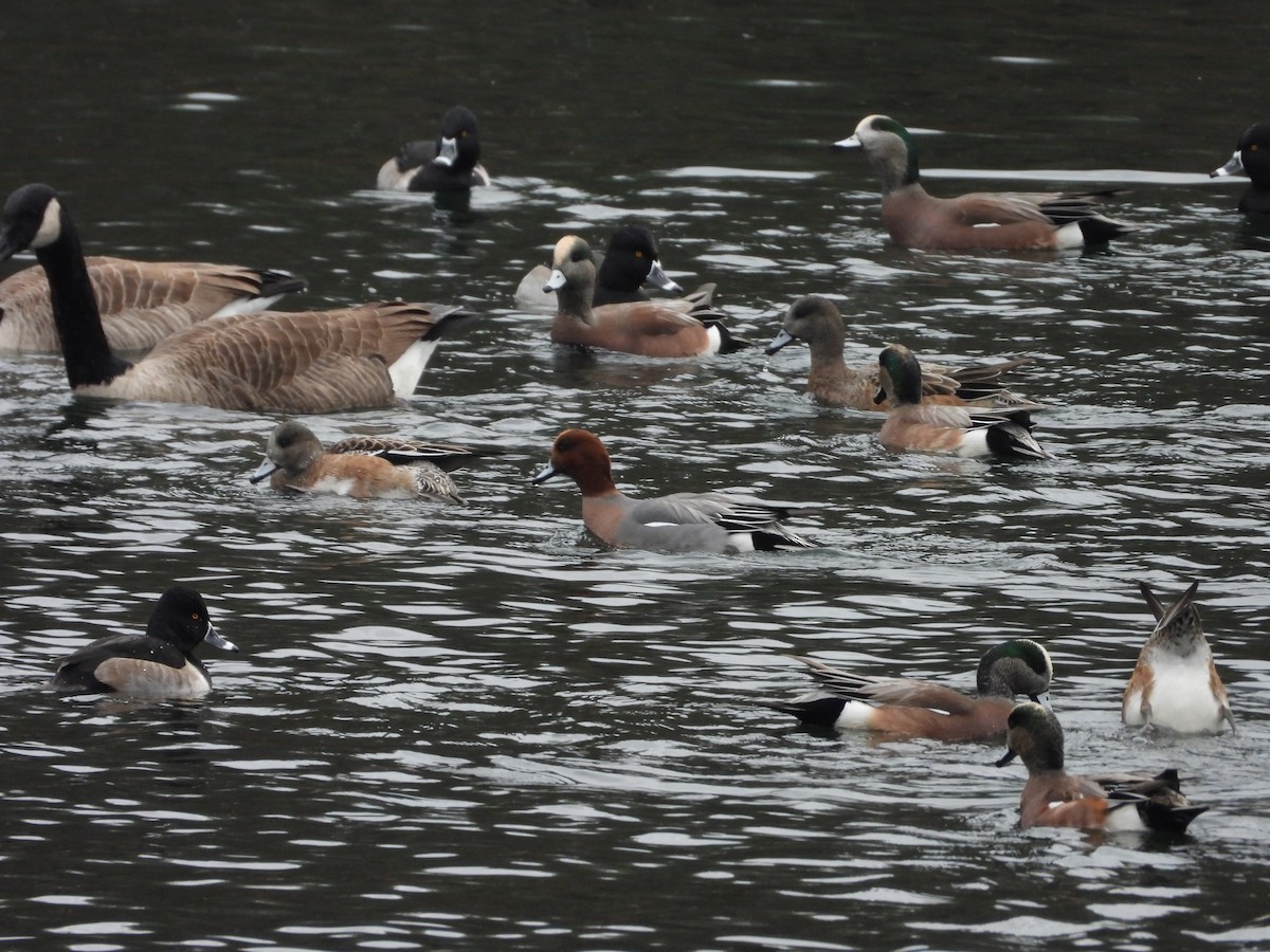 ヒドリガモ - ML645727409