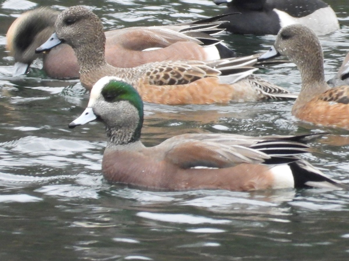 アメリカヒドリ - ML645727416