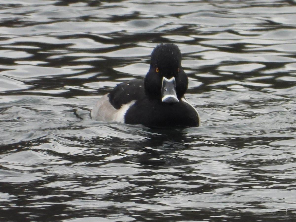 クビワキンクロ - ML645727418