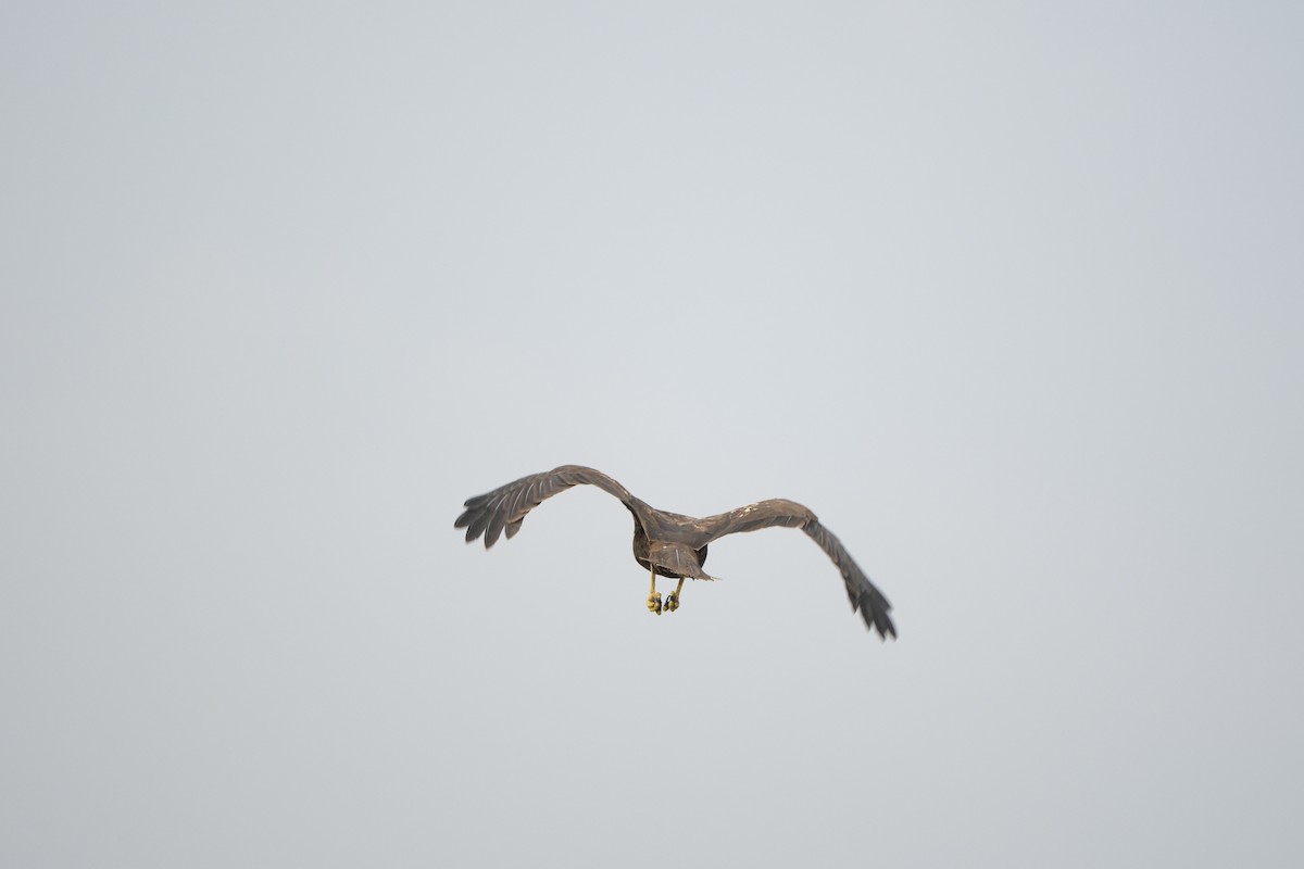 Western Marsh Harrier - ML645727422