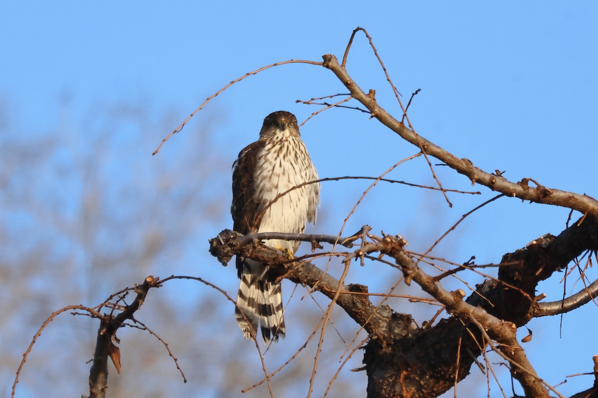 Cooper's Hawk - ML645727436
