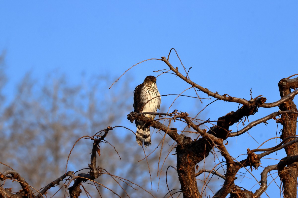 Cooper's Hawk - ML645727437
