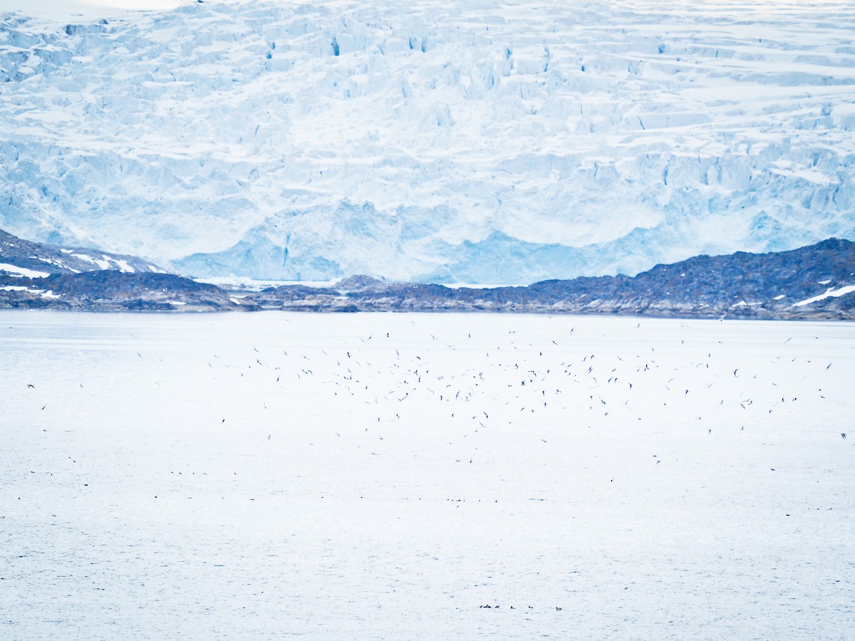 krykkje - ML645727447