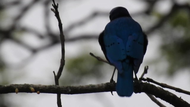 Горобцеподібні sp. - ML645727448