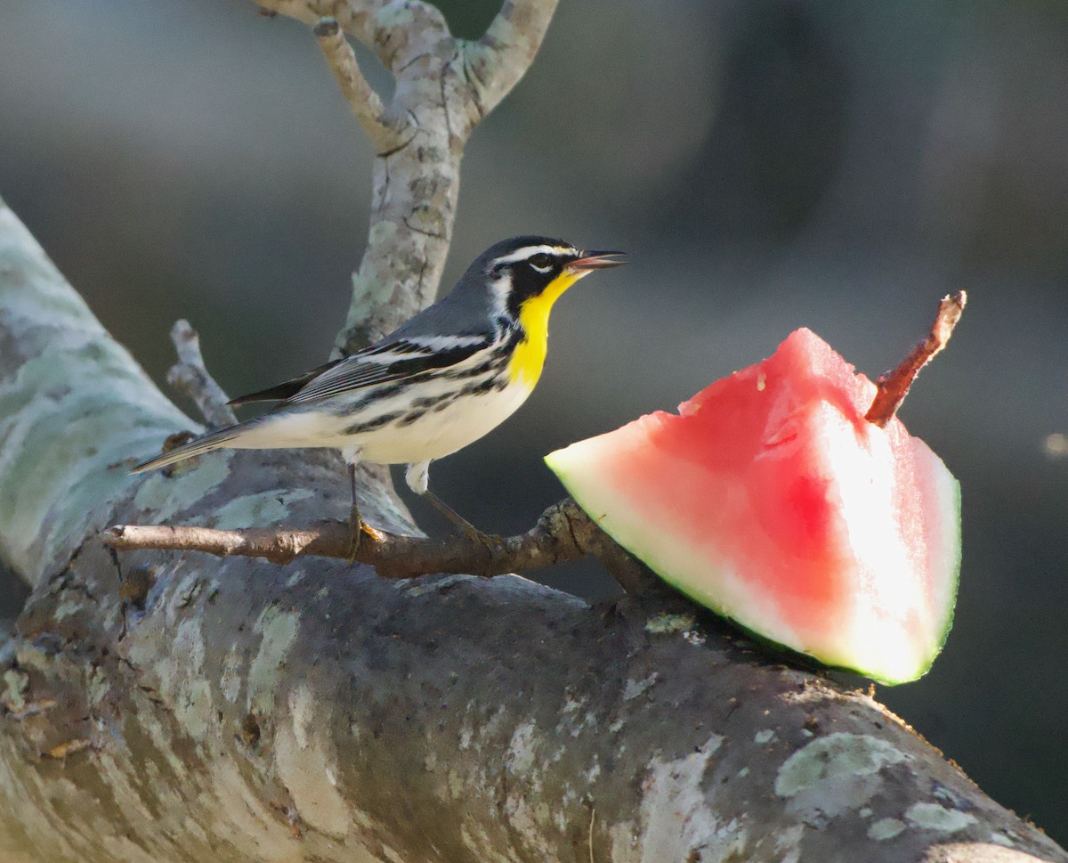 Yellow-throated Warbler - ML645727450