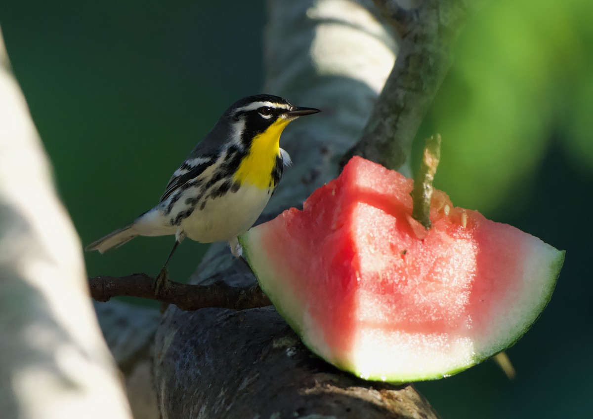 Yellow-throated Warbler - ML645727451
