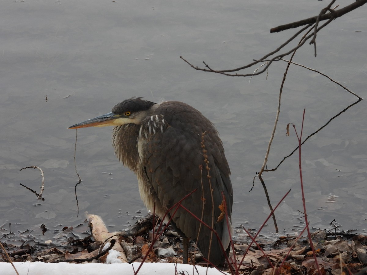 Great Blue Heron - ML645727456
