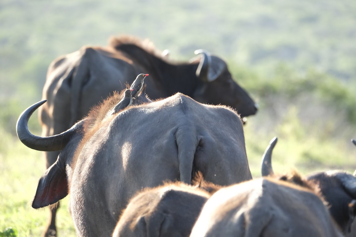 rødnebboksehakker - ML645727462