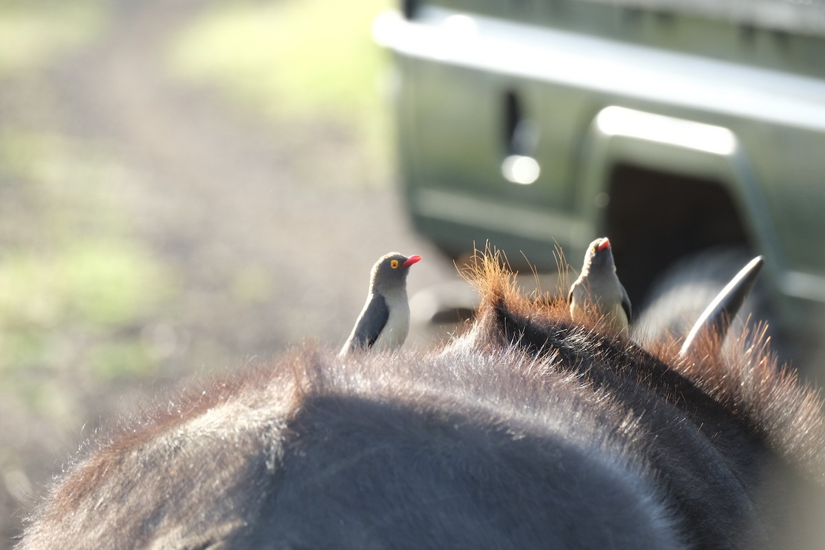 rødnebboksehakker - ML645727477