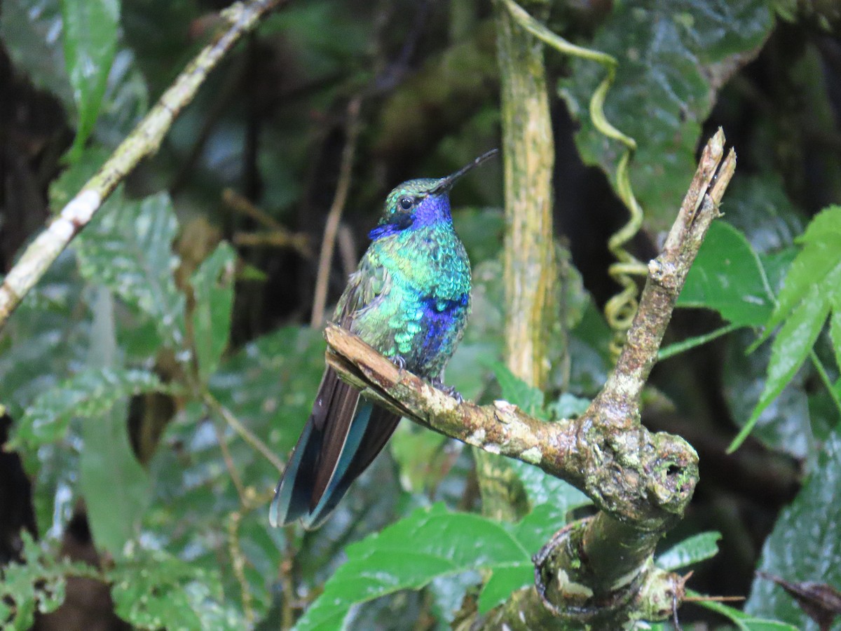 fiolørekolibri - ML645727478