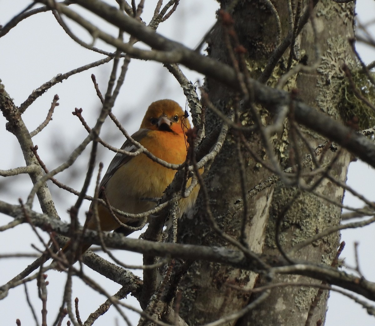Bullock Turpiyalı - ML645727490