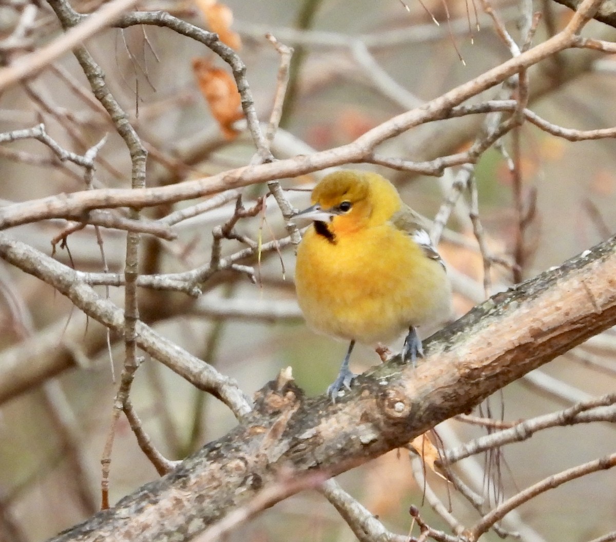 Bullock Turpiyalı - ML645727491