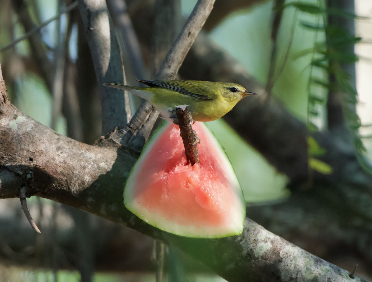 Tennessee Warbler - ML645727497