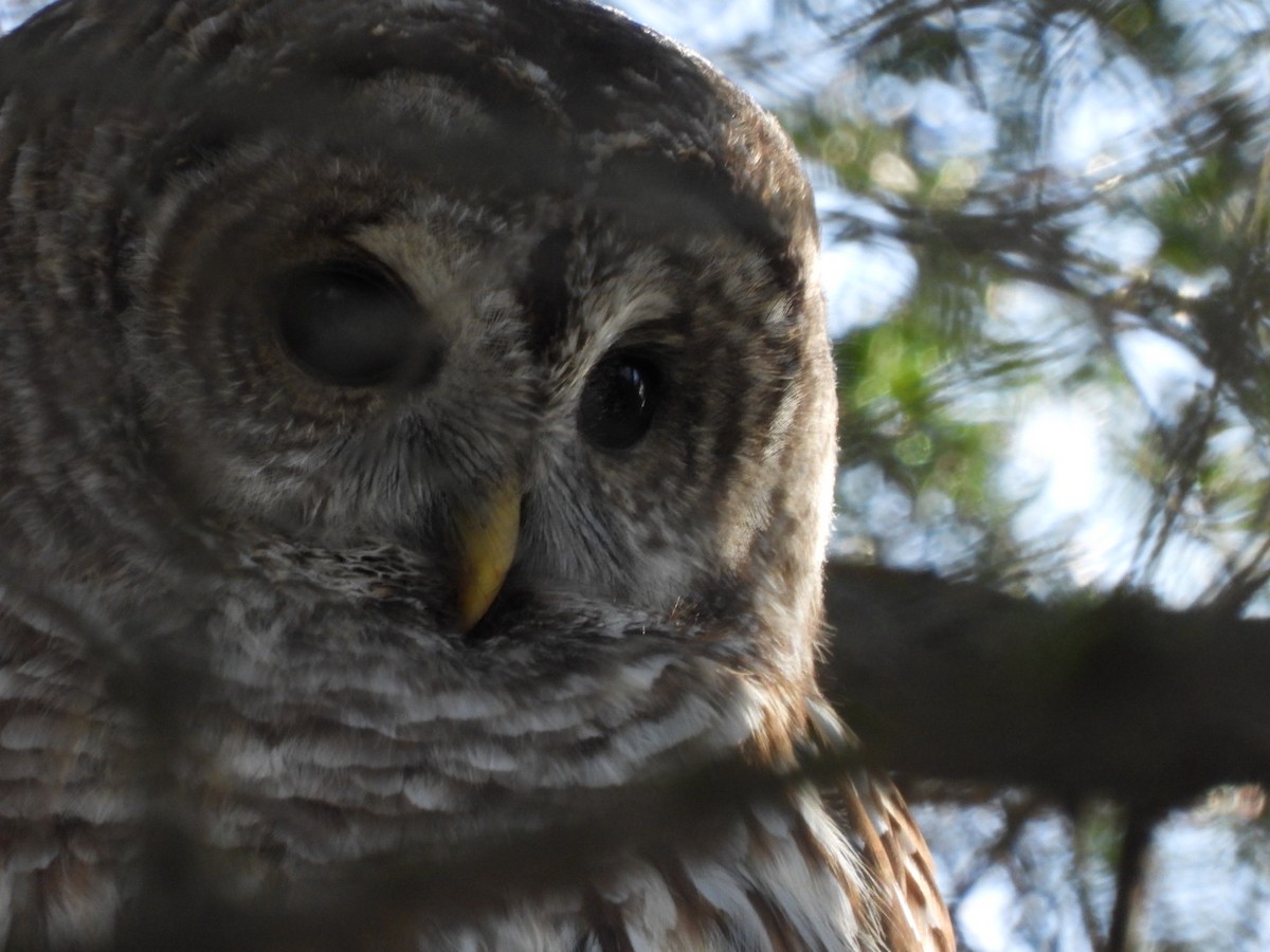 Barred Owl - ML645727506