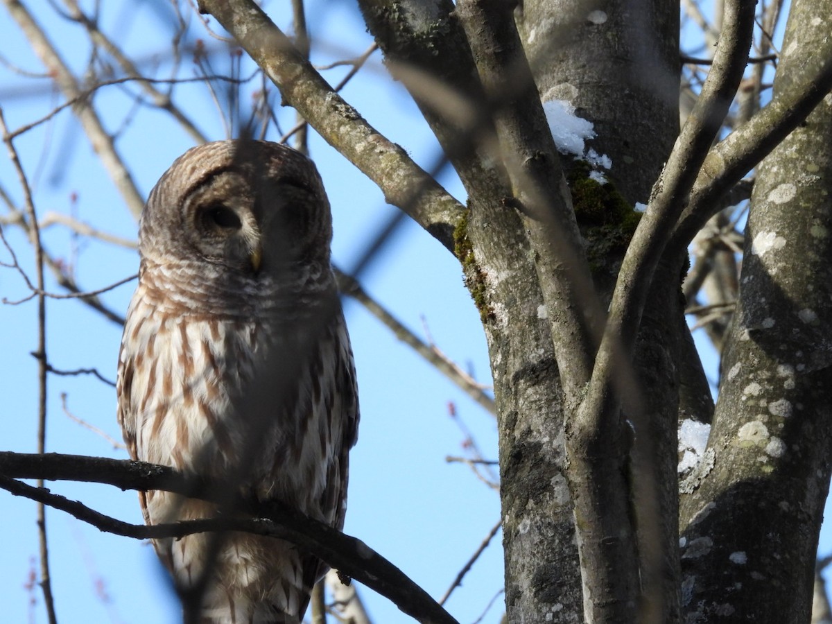 Barred Owl - ML645727508