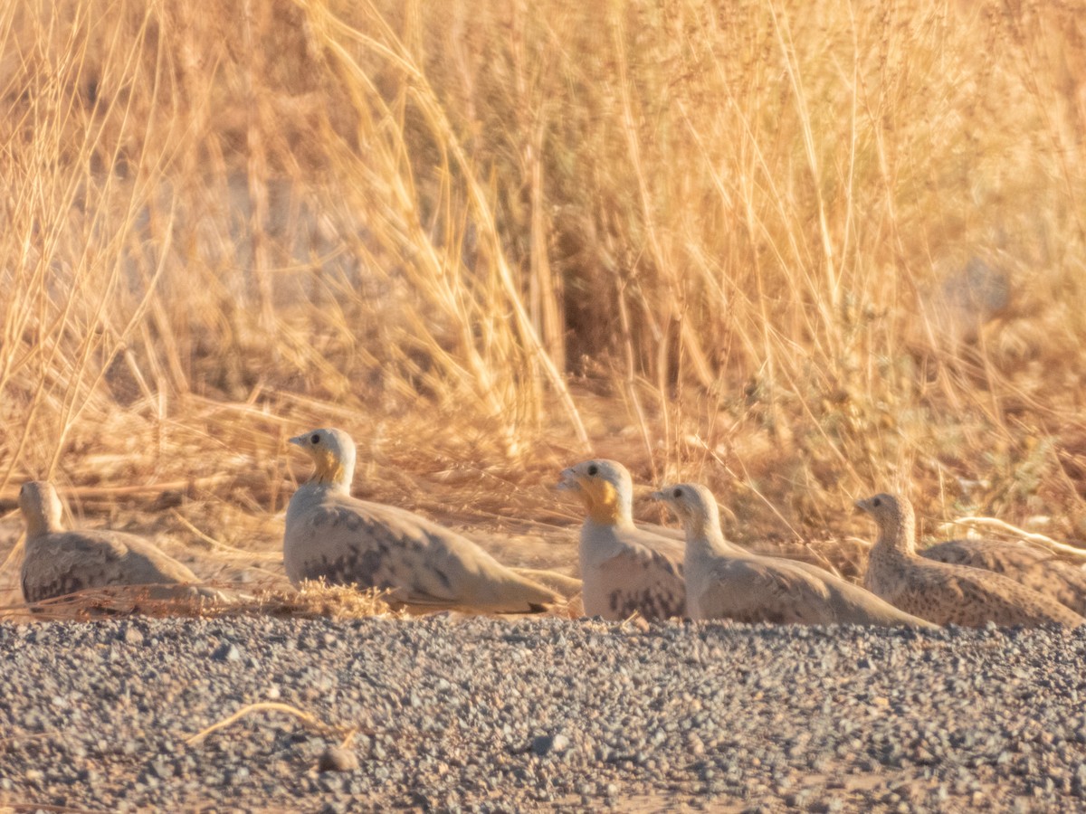 Spotted Sandgrouse - ML645727522