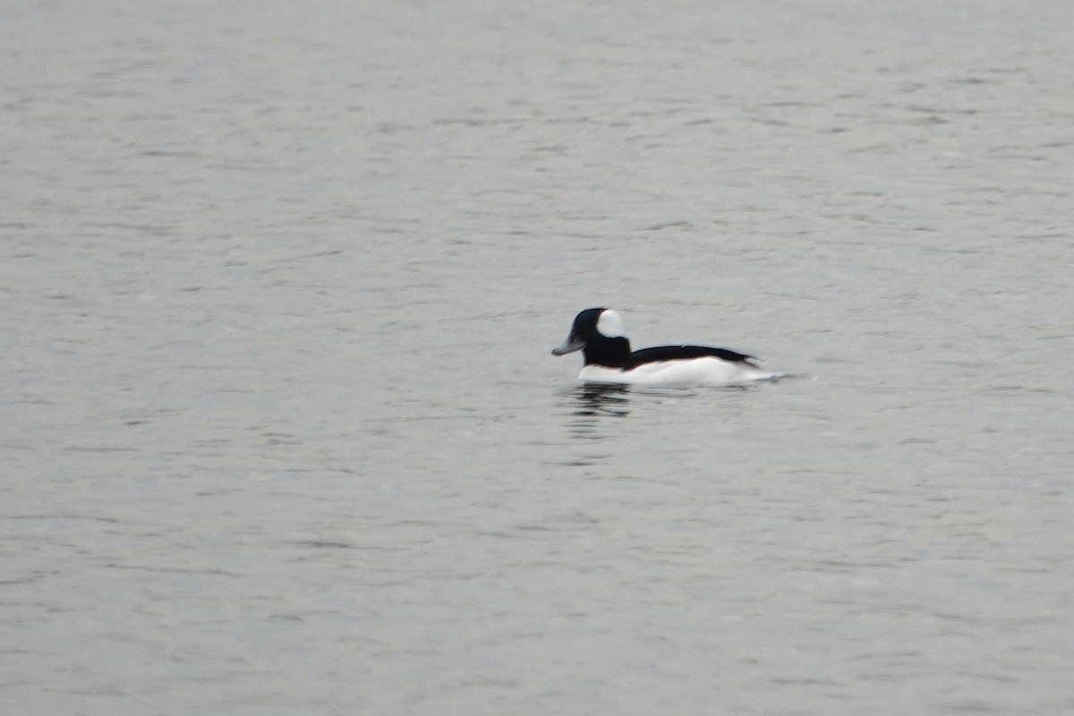 Bufflehead - ML645727523