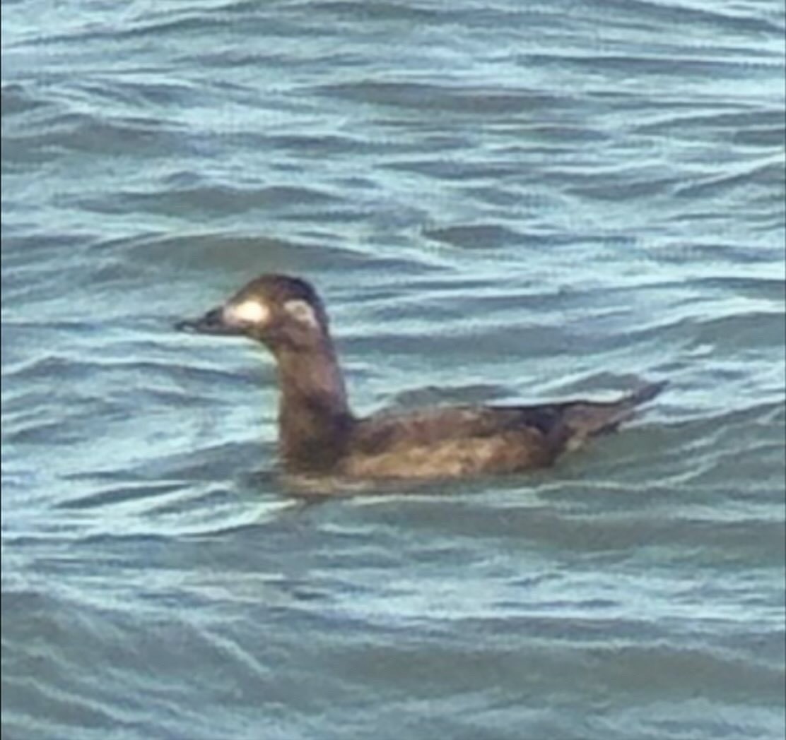 White-winged Scoter - ML645727528