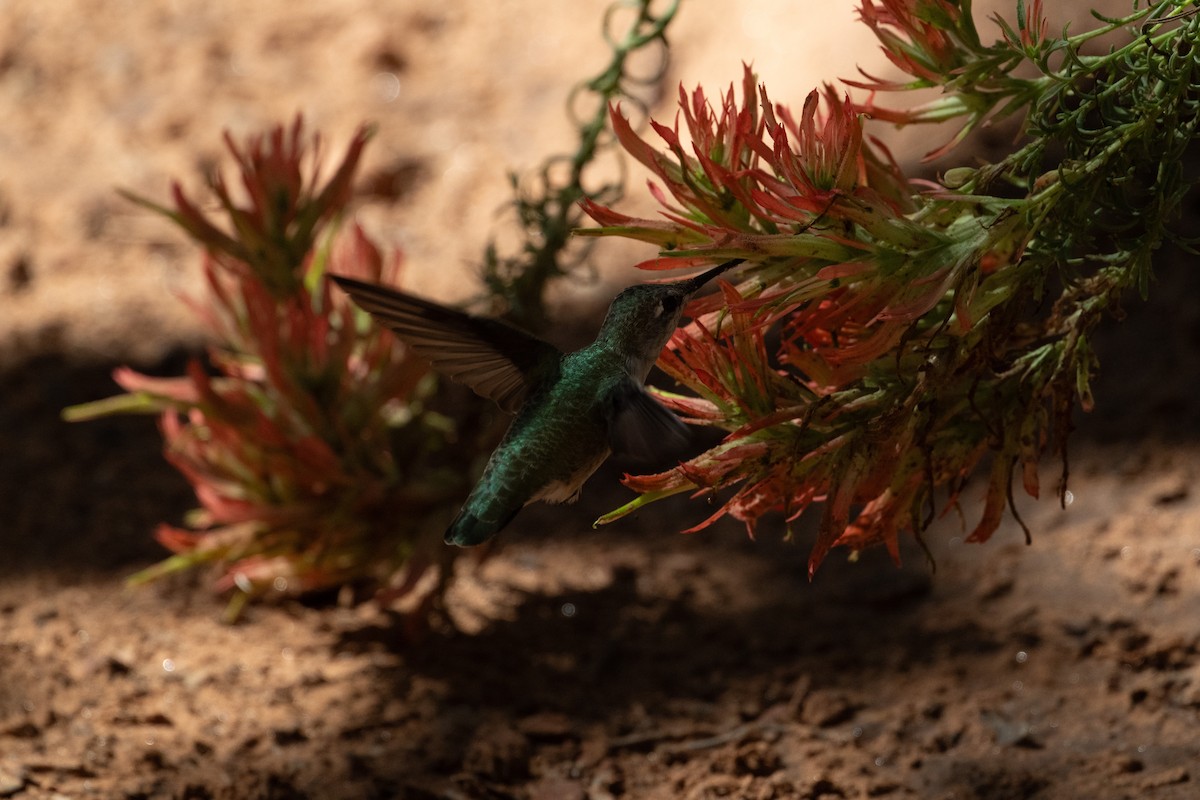 Anna's Hummingbird - ML645727532